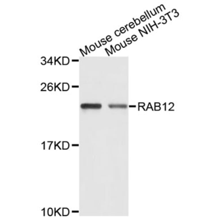 Western Blot - Anti-RAB12 Antibody (A9360) - Antibodies.com