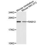 Western Blot - Anti-RAB12 Antibody (A9360) - Antibodies.com