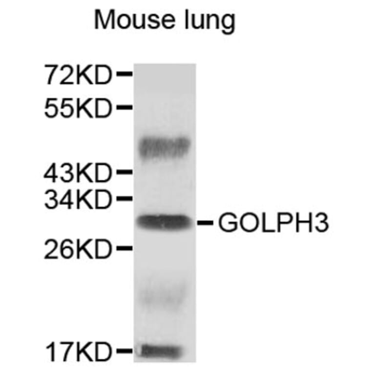 Western Blot - Anti-GOLPH3 Antibody (A9371) - Antibodies.com