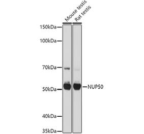 Western Blot - Anti-NUP50 Antibody (A12363) - Antibodies.com