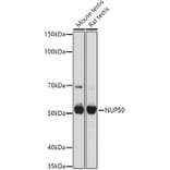 Western Blot - Anti-NUP50 Antibody (A12363) - Antibodies.com