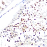 Immunohistochemistry - Anti-NUP50 Antibody (A12363) - Antibodies.com