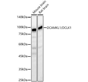 Western Blot - Anti-DCAMKL1 Antibody (A12365) - Antibodies.com