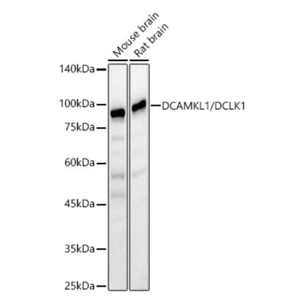 Western Blot - Anti-DCAMKL1 Antibody (A12365) - Antibodies.com