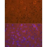 Immunofluorescence - Anti-DCAMKL1 Antibody (A12365) - Antibodies.com