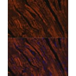 Immunofluorescence - Anti-MYH6 Antibody (A9516) - Antibodies.com