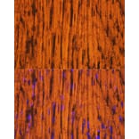 Immunofluorescence - Anti-MYH6 Antibody (A9516) - Antibodies.com