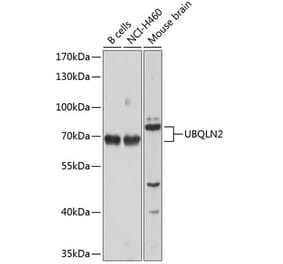 Western Blot - Anti-UBQLN2 Antibody (A12376) - Antibodies.com