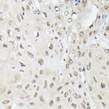 Immunohistochemistry - Anti-UBQLN2 Antibody (A12376) - Antibodies.com