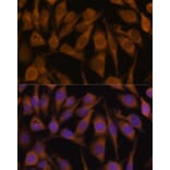 Immunofluorescence - Anti-UBQLN2 Antibody (A12376) - Antibodies.com