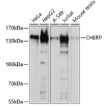 Western Blot - Anti-CHERP Antibody (A9702) - Antibodies.com