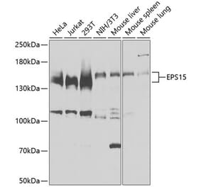 Western Blot - Anti-EPS15 Antibody (A9814) - Antibodies.com