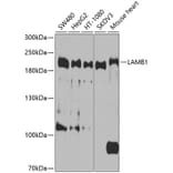 Western Blot - Anti-LAMB1 Antibody (A9827) - Antibodies.com