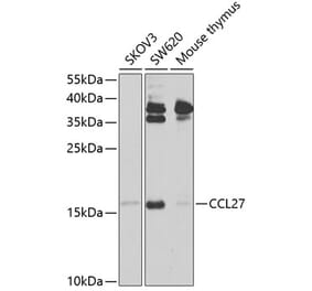 Western Blot - Anti-CCL27 Antibody (A12406) - Antibodies.com