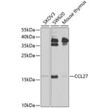 Western Blot - Anti-CCL27 Antibody (A12406) - Antibodies.com