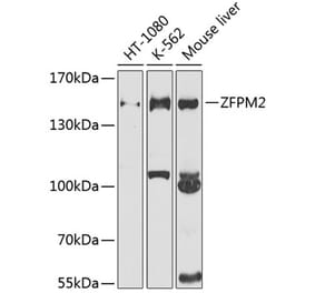 Western Blot - Anti-FOG2 Antibody (A12408) - Antibodies.com