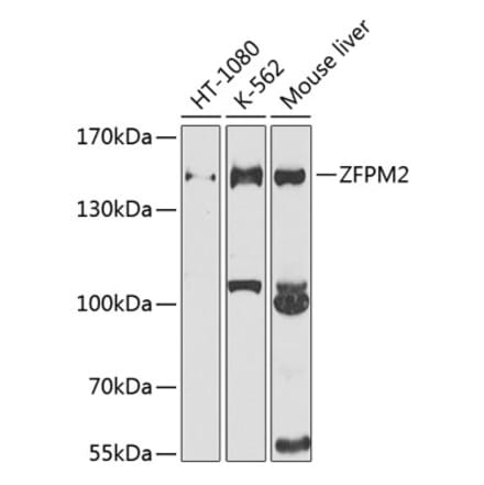 Western Blot - Anti-FOG2 Antibody (A12408) - Antibodies.com