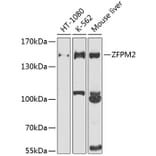 Western Blot - Anti-FOG2 Antibody (A12408) - Antibodies.com