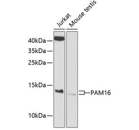 Western Blot - Anti-MAGMAS Antibody (A12411) - Antibodies.com