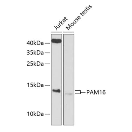 Western Blot - Anti-MAGMAS Antibody (A12411) - Antibodies.com