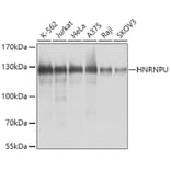 Western Blot - Anti-HNRNPU Antibody (A9907) - Antibodies.com