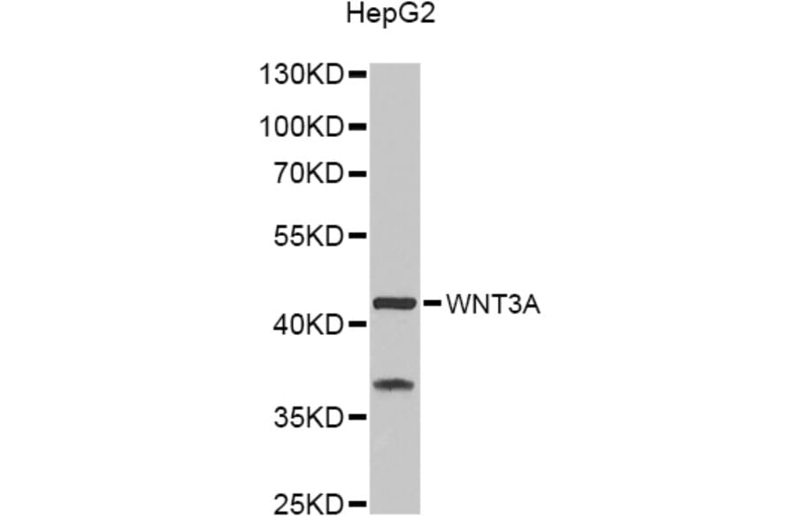 Western Blot - Anti-WNT3A Antibody (A9923) - Antibodies.com