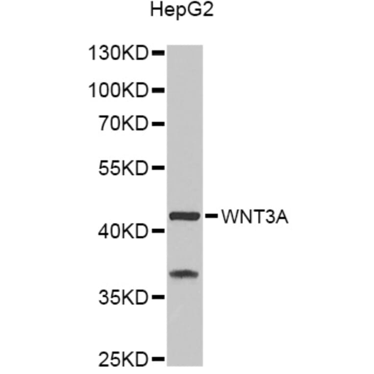 Western Blot - Anti-WNT3A Antibody (A9923) - Antibodies.com