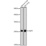 Western Blot - Anti-Aquaporin 5 Antibody (A12421) - Antibodies.com
