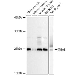 Western Blot - Anti-CD103 Antibody (A12422) - Antibodies.com