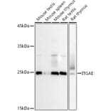 Western Blot - Anti-CD103 Antibody (A12422) - Antibodies.com
