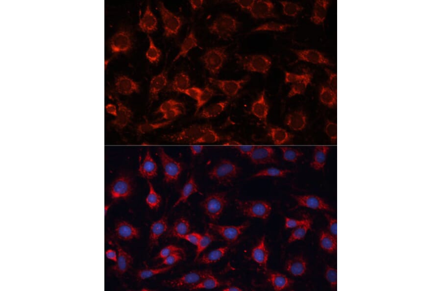 Immunofluorescence - Anti-PDHA2 Antibody (A12424) - Antibodies.com