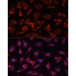 Immunofluorescence - Anti-PDHA2 Antibody (A12424) - Antibodies.com