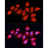 Immunofluorescence - Anti-PDHA2 Antibody (A12424) - Antibodies.com