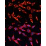 Immunofluorescence - Anti-PDHA2 Antibody (A12424) - Antibodies.com