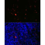 Immunofluorescence - Anti-Eosinophil derived neurotoxin Antibody (A12426) - Antibodies.com