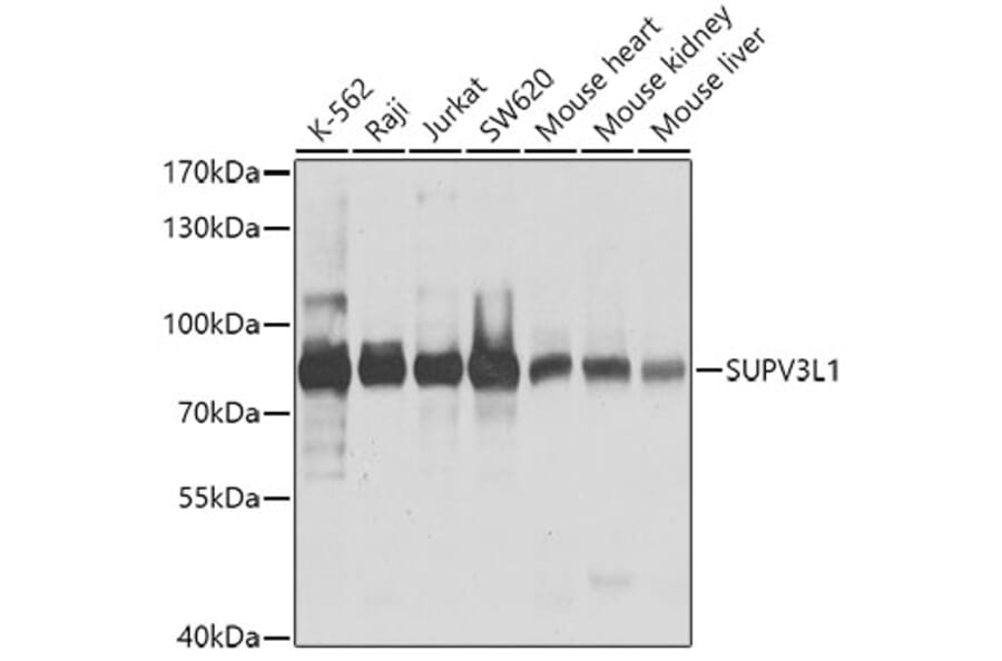 Western Blot - Anti-SUV3L1 Antibody (A12427) - Antibodies.com