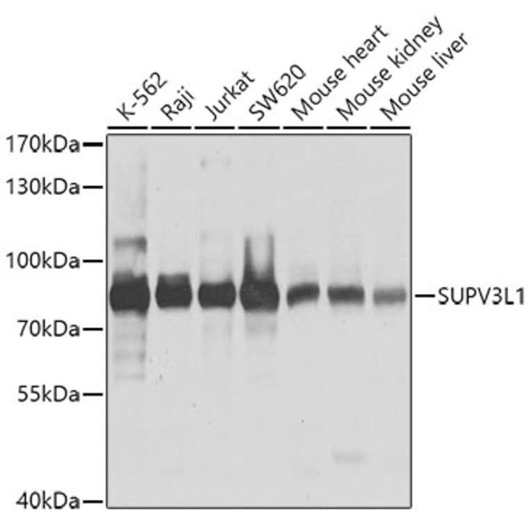 Western Blot - Anti-SUV3L1 Antibody (A12427) - Antibodies.com