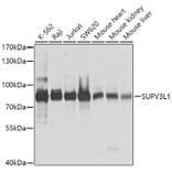 Western Blot - Anti-SUV3L1 Antibody (A12427) - Antibodies.com