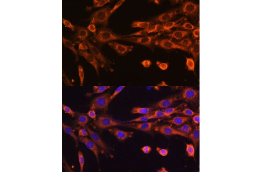 Immunofluorescence - Anti-SUV3L1 Antibody (A12427) - Antibodies.com