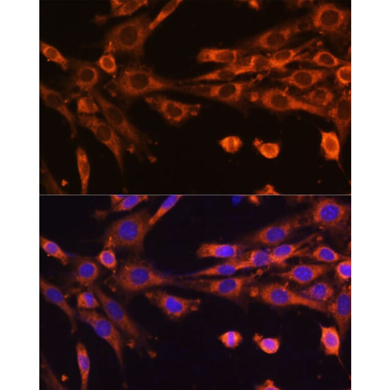 Immunofluorescence - Anti-SUV3L1 Antibody (A12427) - Antibodies.com