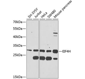 Western Blot - Anti-eIF4H Antibody (A12428) - Antibodies.com