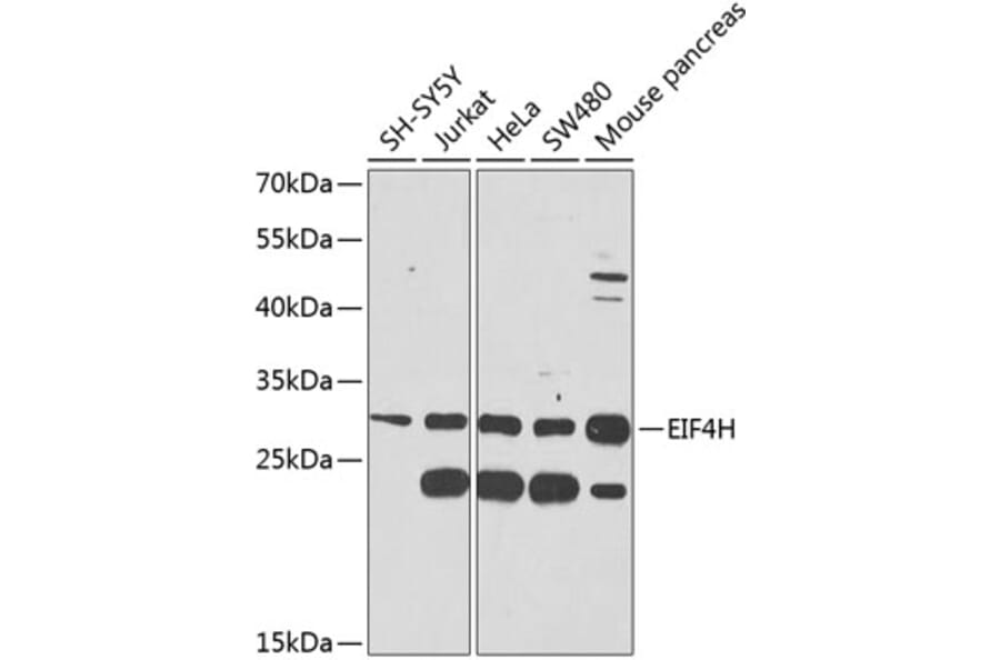 Western Blot - Anti-eIF4H Antibody (A12428) - Antibodies.com