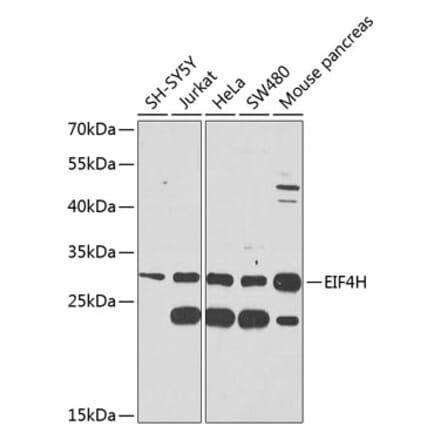 Western Blot - Anti-eIF4H Antibody (A12428) - Antibodies.com