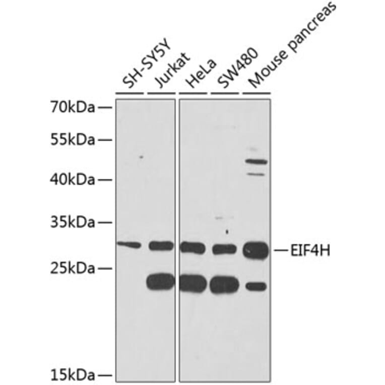 Western Blot - Anti-eIF4H Antibody (A12428) - Antibodies.com