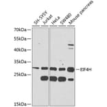 Western Blot - Anti-eIF4H Antibody (A12428) - Antibodies.com