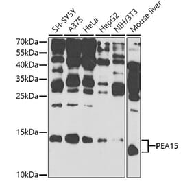 Western Blot - Anti-PEA15 Antibody (A12429) - Antibodies.com