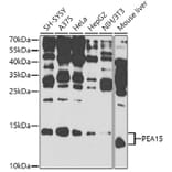 Western Blot - Anti-PEA15 Antibody (A12429) - Antibodies.com