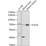 Western Blot - Anti-SOCS6 Antibody (A12430) - Antibodies.com