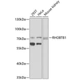 Western Blot - Anti-RHOBTB1 Antibody (A12431) - Antibodies.com
