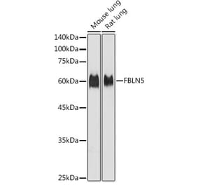 Western Blot - Anti-Fibulin 5 Antibody (A12432) - Antibodies.com